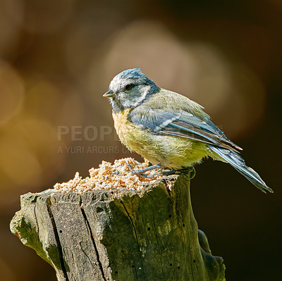 Buy stock photo Bird, wood and erurasian blue outdoor with nature, wings and environment for conservation or wildlife. Animal, feather and paridae species with ecosystem, habitat or sustainability for biodiversity