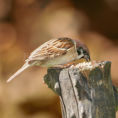 Buy stock photo Bird, sparrow and wood outdoor with wings, nature and environment for conservation and wildlife. Animal, feather and passeridae specie with ecosystem, habitat and sustainability for biodiversity