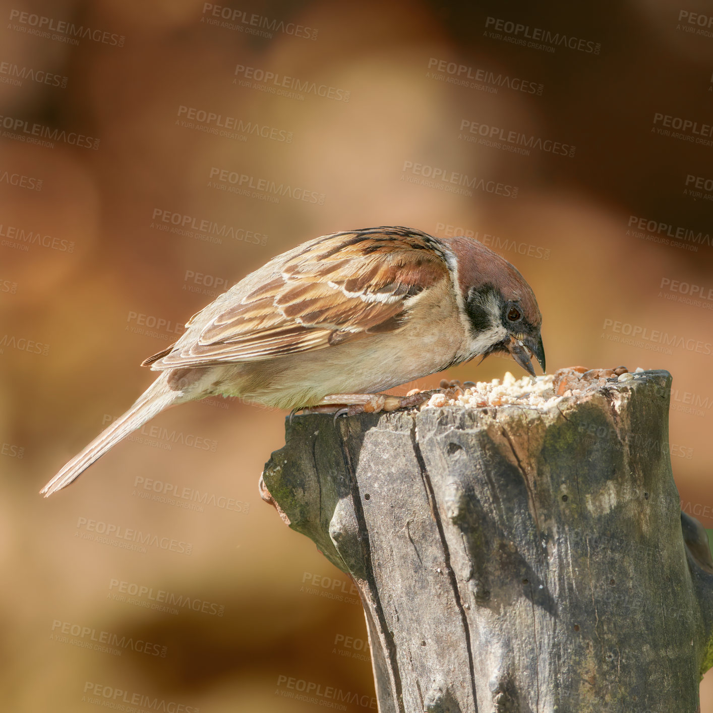 Buy stock photo Bird, sparrow and wood outdoor with wings, nature and environment for conservation and wildlife. Animal, feather and passeridae specie with ecosystem, habitat and sustainability for biodiversity