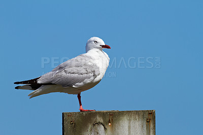 Buy stock photo Bird, seagull and pillar at blue sky for wallpaper, break and balance in nature for rest. Fishing animal, natural environment and outdoor on New Zealand island for basking, sustainability and peace