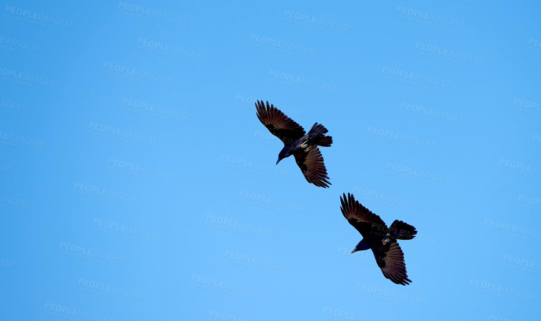 Buy stock photo Bird, blue sky and flying for hunting as black crow for wildlife, animals and nature outdoor. Clouds, freedom and adaptability with wings open, feathers and migrate for climate or weather change
