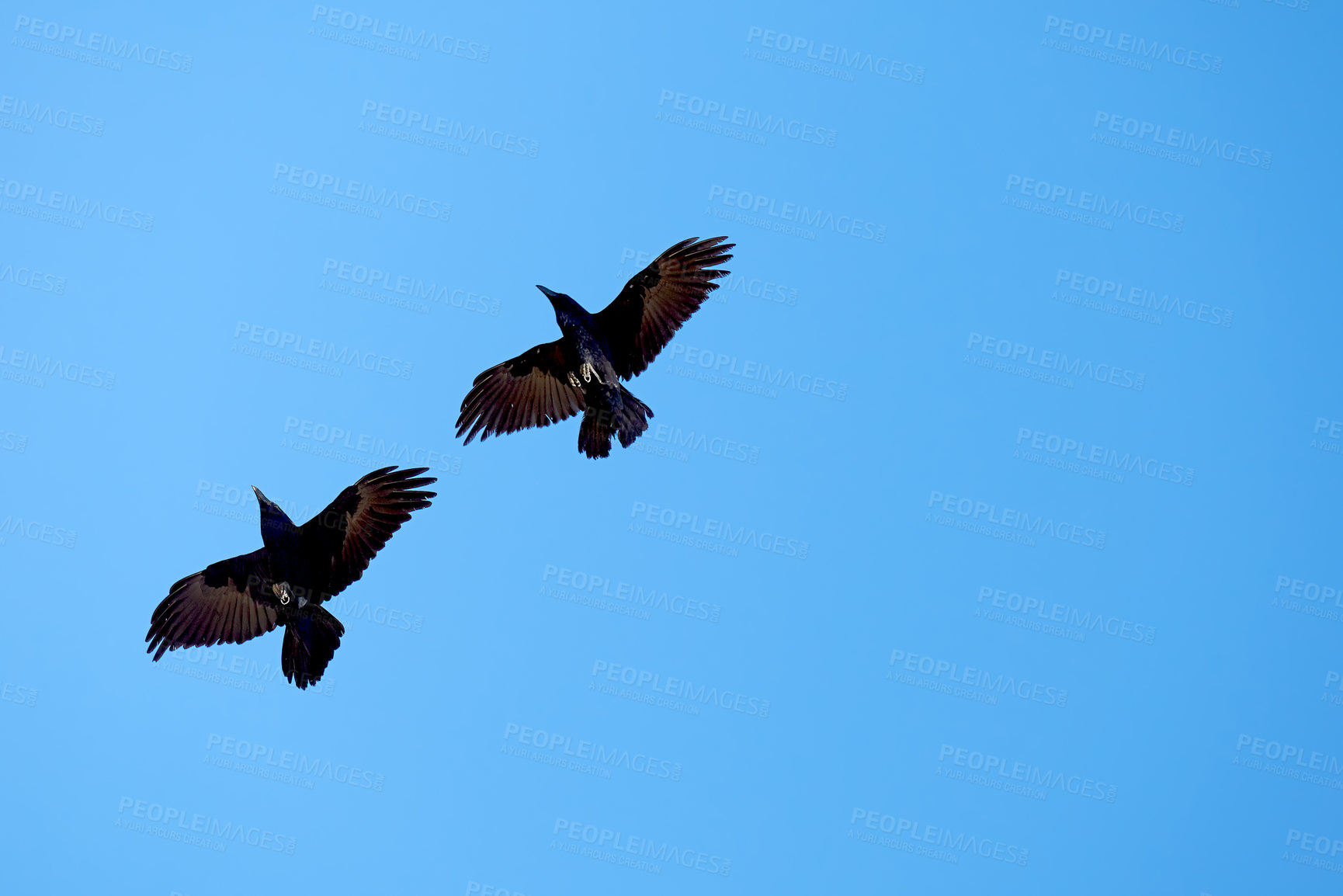 Buy stock photo Birds, blue sky and flying for hunting as black crow for wildlife, animals and nature outdoor. Clouds, freedom and adaptability with wings open, feathers and migrate for climate or weather change