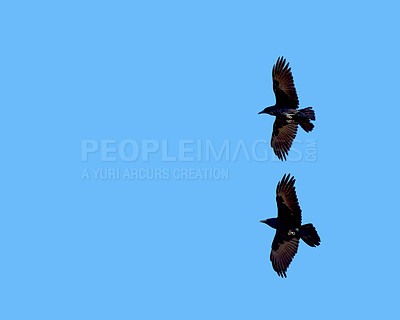 Buy stock photo Birds, blue sky and flying for freedom as black crow for wildlife, animals and nature outdoor. Clouds, hunting and adaptability with wings open, feathers and migrate for climate or weather change