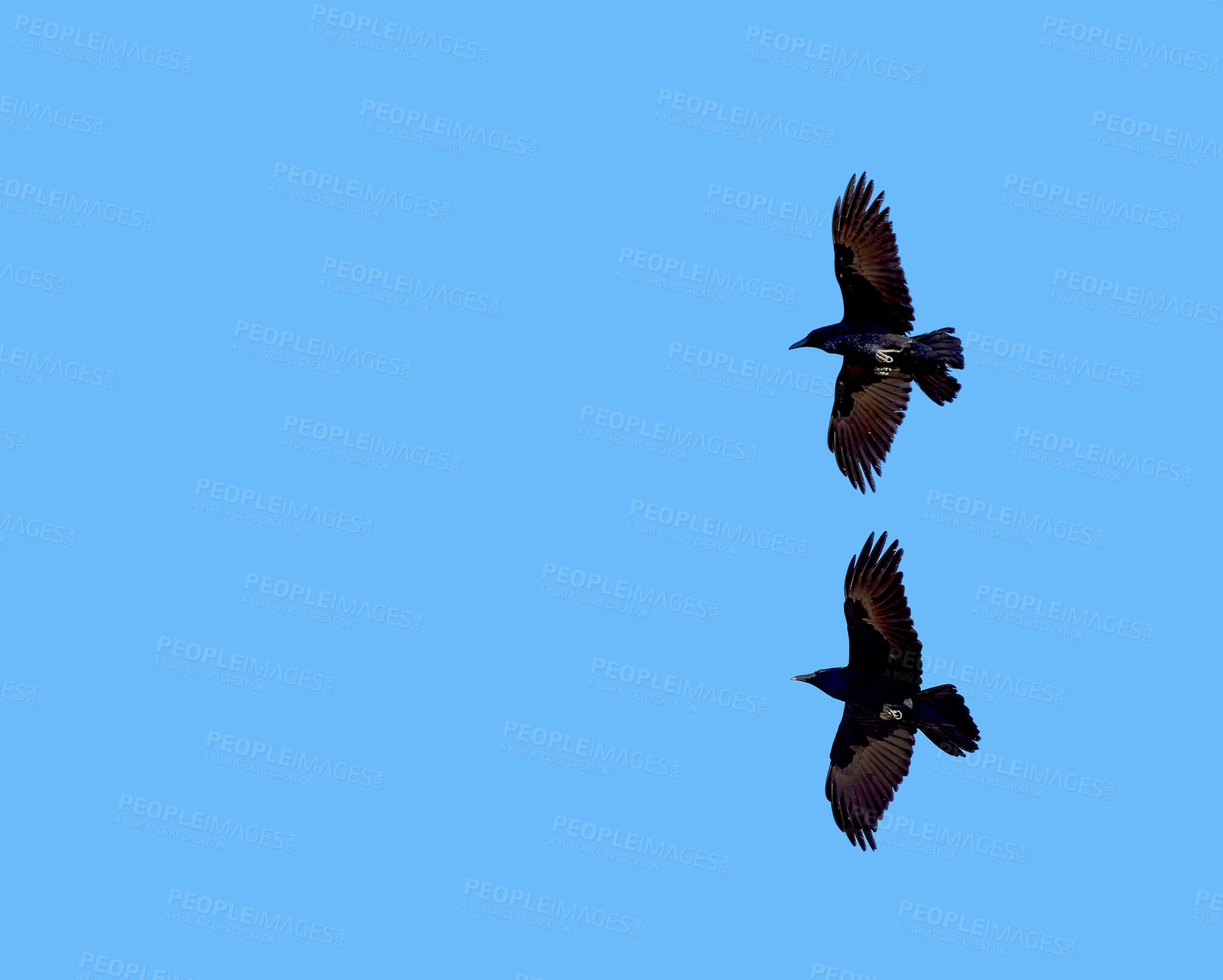 Buy stock photo Birds, blue sky and flying for freedom as black crow for wildlife, animals and nature outdoor. Clouds, hunting and adaptability with wings open, feathers and migrate for climate or weather change