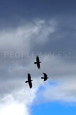 Buy stock photo Birds, raven and nature in background or blue sky in bird watching, adventure and conservation. Animals, migration and habitat for ecology, species and wildlife with outdoor, wallpaper or environment