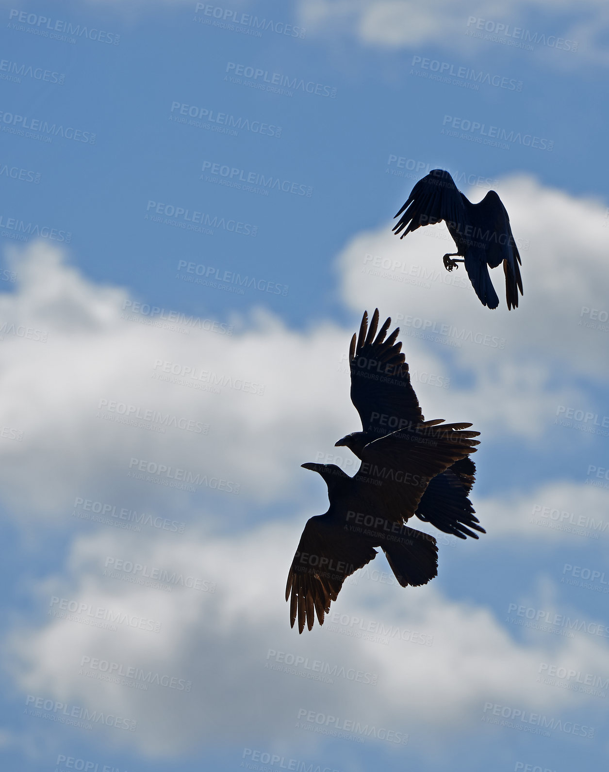 Buy stock photo A photo of a black crow