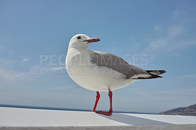 Buy stock photo Beach, nature and sky with seagull outdoor in natural environment or habitat for conservation. Animal, background and ecosystem with single coastal bird by wall for sustainability in summer season