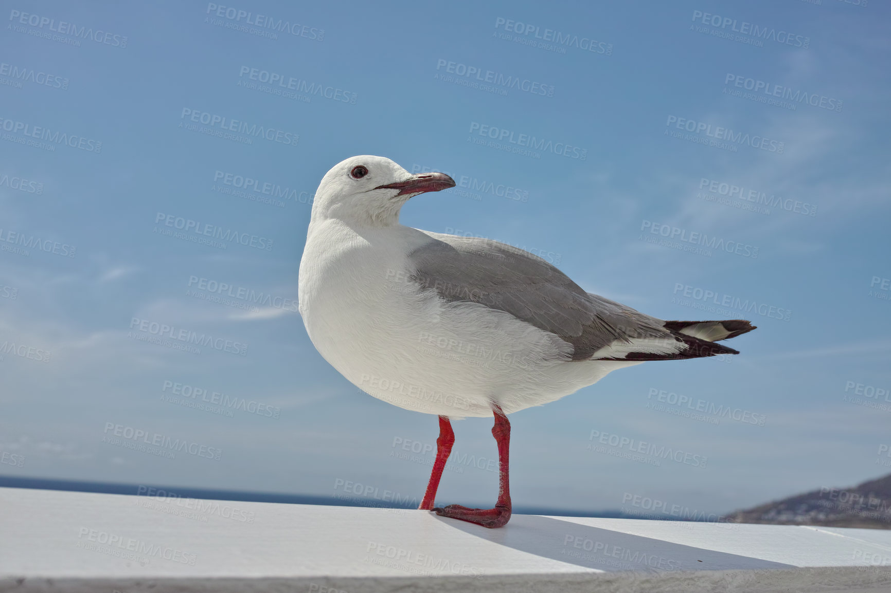 Buy stock photo Beach, nature and sky with seagull outdoor in natural environment or habitat for conservation. Animal, background and ecosystem with single coastal bird by wall for sustainability in summer season