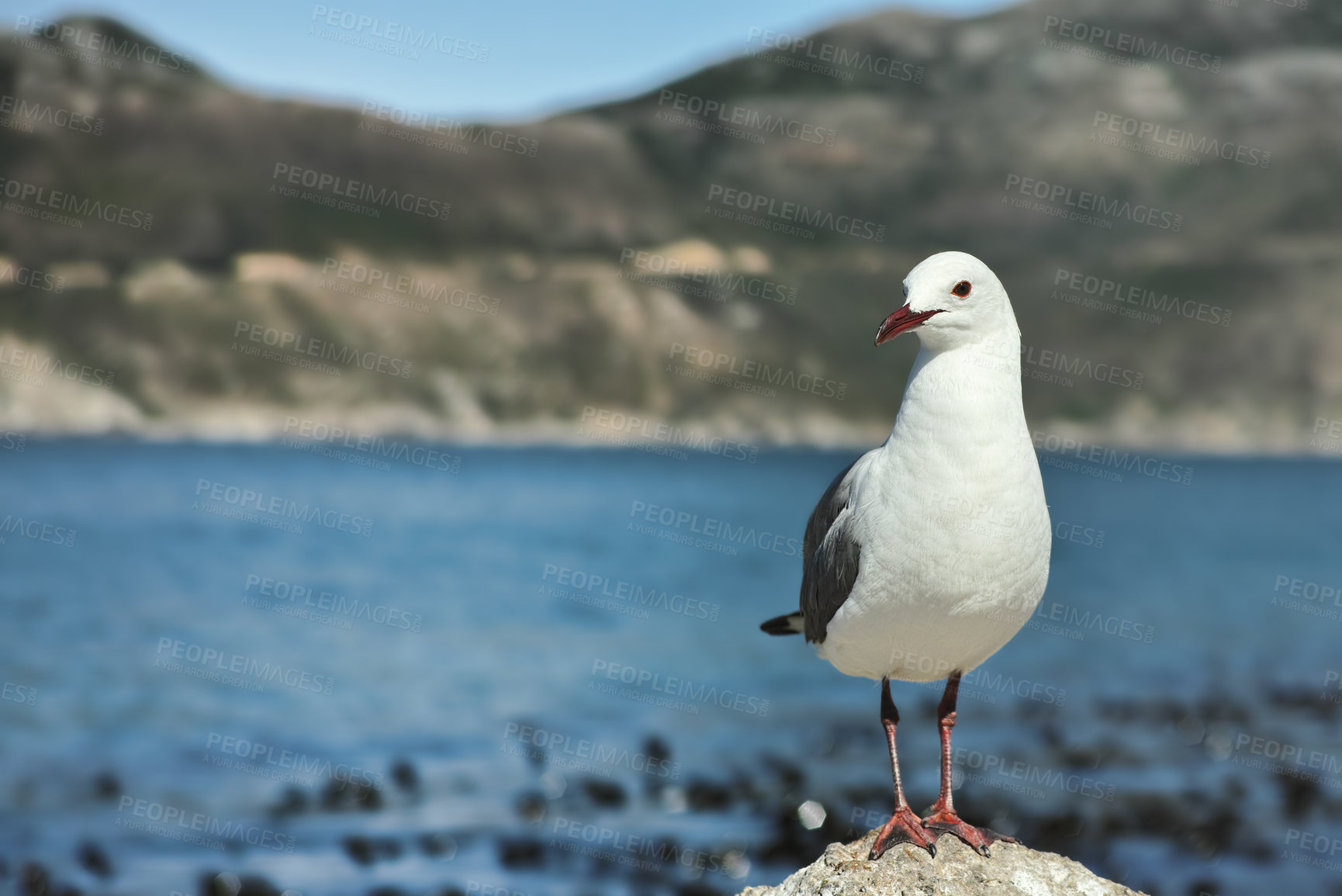 Buy stock photo Beach, nature and ocean with seagull outdoor in natural ecosystem or habitat for conservation. Animal, water and rocks with coastal bird at sea in environment for sustainability in summer season