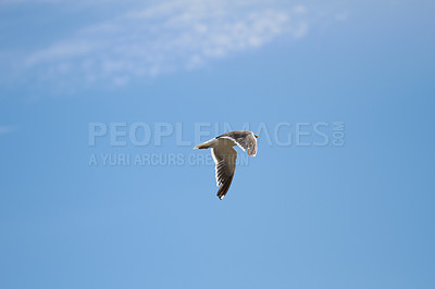 Buy stock photo Animal, blue sky and flying for hunting as seagull for wildlife, bird and nature outdoor. Clouds, freedom and adaptability with wings open, feathers and migrate for climate or weather change