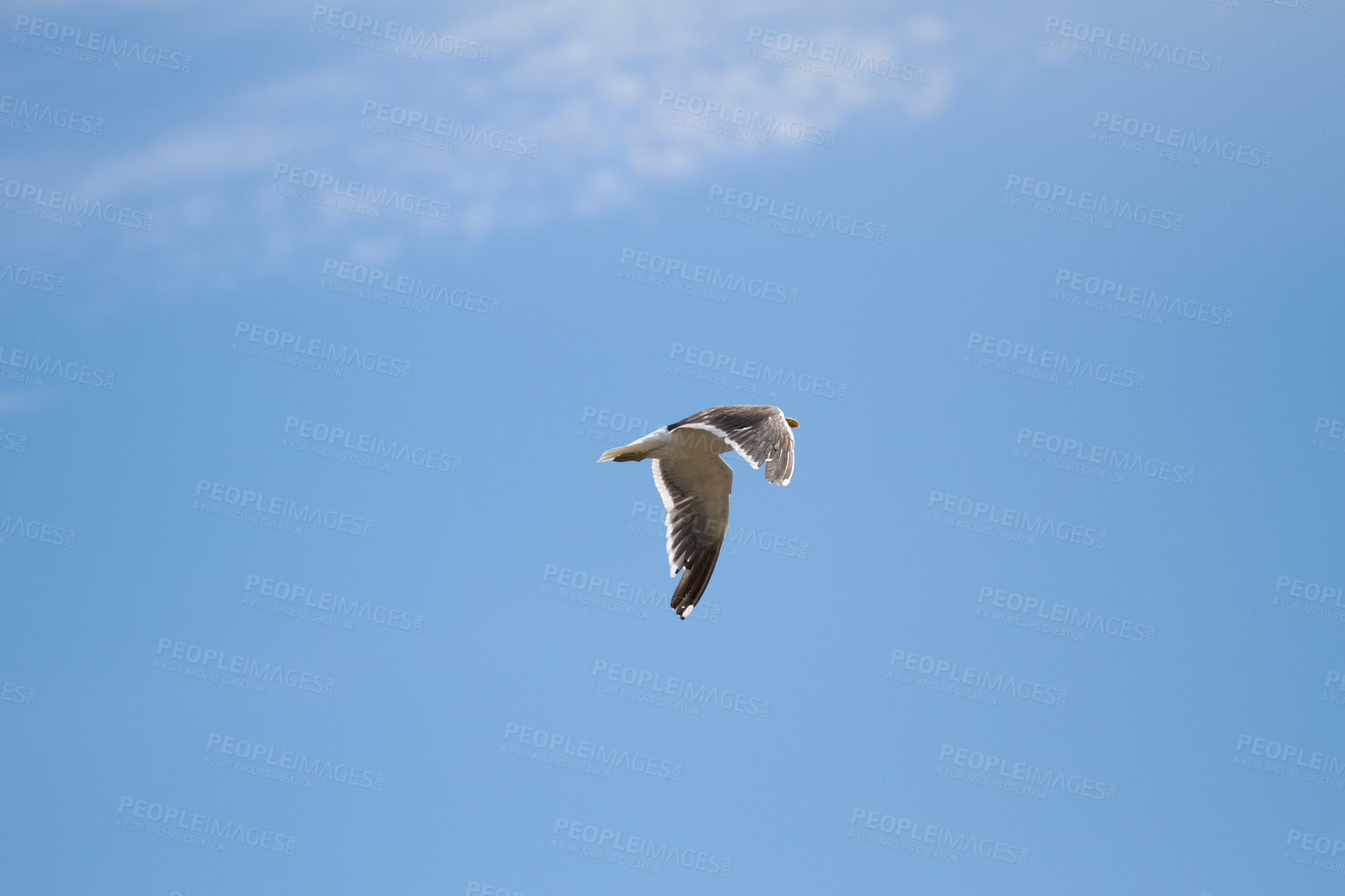 Buy stock photo Animal, blue sky and flying for hunting as seagull for wildlife, bird and nature outdoor. Clouds, freedom and adaptability with wings open, feathers and migrate for climate or weather change