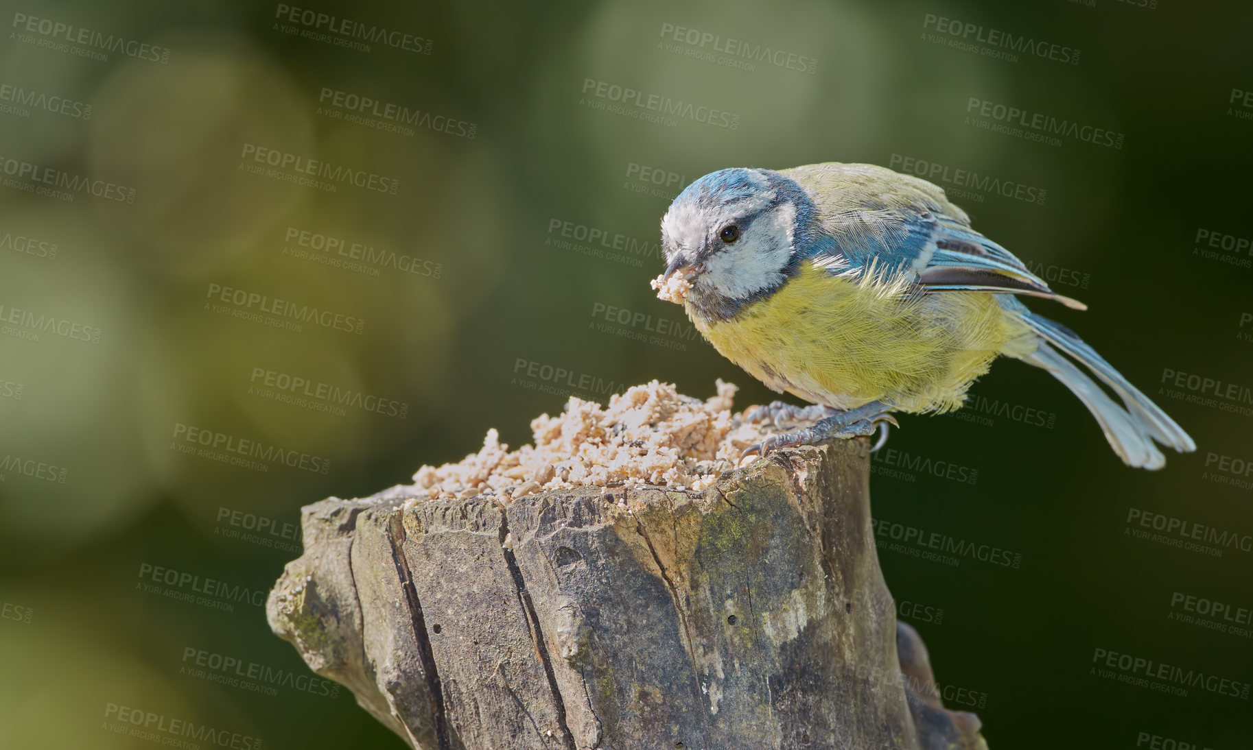 Buy stock photo Bird, tree and erurasian blue outdoor with nature, wings and environment for conservation or wildlife. Animal, feather and paridae species with ecosystem, habitat or sustainability for biodiversity