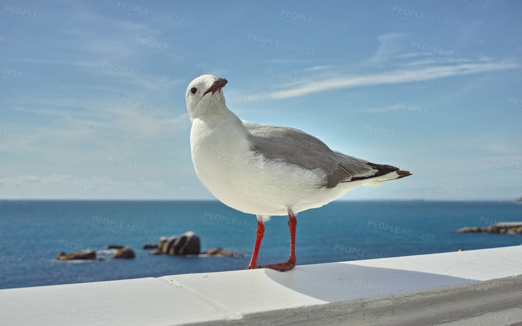 Buy stock photo Birds, seagull and nature in background or wallpaper in birdwatching, adventure and conservation. Animals, migration and habitat for ecology, species and wildlife with outdoor, texture or environment