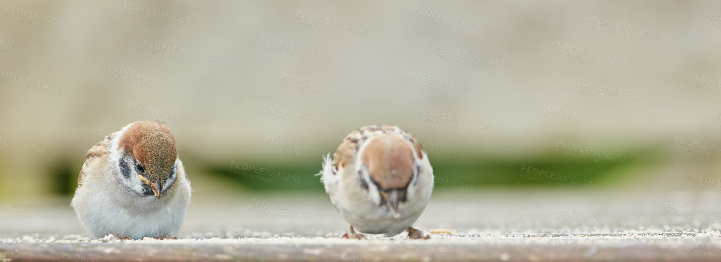 Buy stock photo Birds, sparrows and feeding outdoor with ground, nature and environment for conservation and wildlife. Animal, feather and passeridae specie with ecosystem, habitat or sustainability for biodiversity