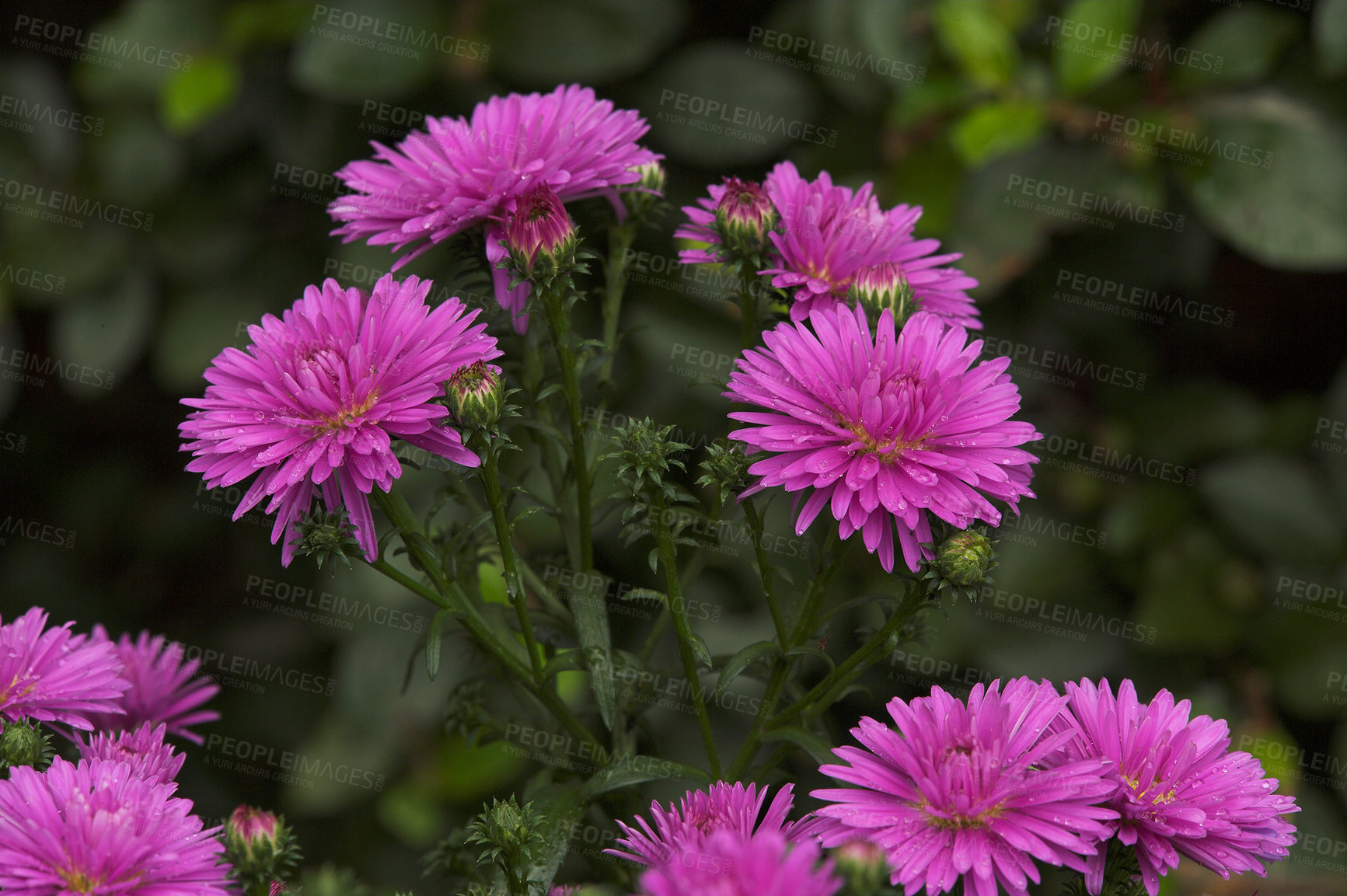 Buy stock photo Garden, nature or plant with purple flowers blooming in spring for agriculture or natural growth. Closeup, zen and leaves with macro stem or colorful daisy for floral design, botany or pollen season 