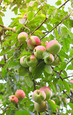 Buy stock photo Apple, orchard and tree with organic produce growing outdoor on farm for agriculture or sustainability. Background, nature and plant with green fruit in environment for health, nutrition or wellness