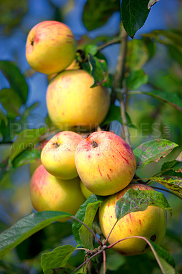 Buy stock photo Apple, nature and tree with organic produce growing outdoor on farm for agriculture or sustainability. Background, orchard and plant with green fruit in environment for health, nutrition or wellness