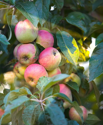 Buy stock photo Apple, background and tree with organic produce growing outdoor on farm for agriculture or sustainability. Orchard, nature and plant with green fruit in environment for health, nutrition or wellness