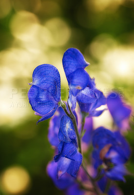 Buy stock photo Monkshood (Aconitum napellus) flowers