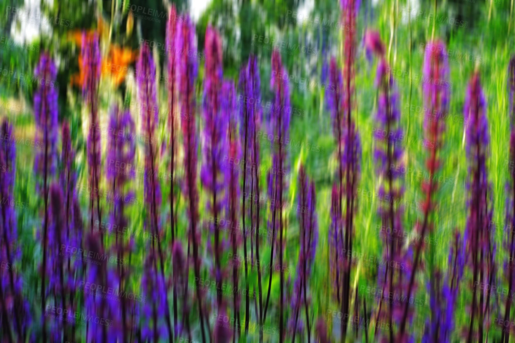 Buy stock photo Garden, nature or lavender plant with blur or purple flowers blooming in spring for agriculture or natural growth. Closeup, zen and leaves with stem or bush for floral design, botany or pollen season