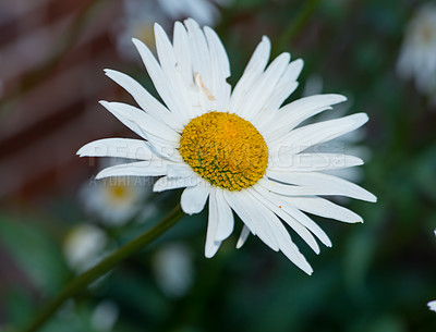 Buy stock photo Daisy closeup, outdoor or flowers in nature, botanical bush and park or blooming in environment. Plant, blossom and countryside with botany for peace in ecosystem, wilderness and horticulture growth