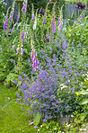 Colorful foxgloves - digitalis purpurea