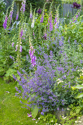 Buy stock photo Garden, nature and lavender plant with purple flowers blooming in spring for agriculture or natural growth. Closeup, zen and leaves with macro stem or bush for floral design, botany or pollen season