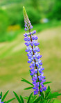 Colorful foxgloves - digitalis purpurea