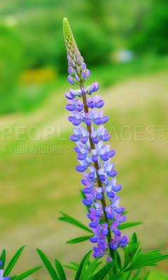 Buy stock photo Lavender, orchard or nature with purple plant, flower or leaves blooming in spring for natural growth. Closeup, stem and petals with macro or colorful herb for floral design, botany or pollen season 