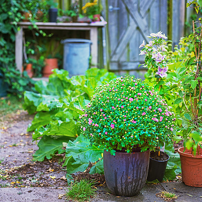 Buy stock photo Flower pot, plants and gardening for environment, landscaping and nature as texture or wallpaper. Background, eco friendly and home decor for sustainability, outdoor adventure and backyard in Canada