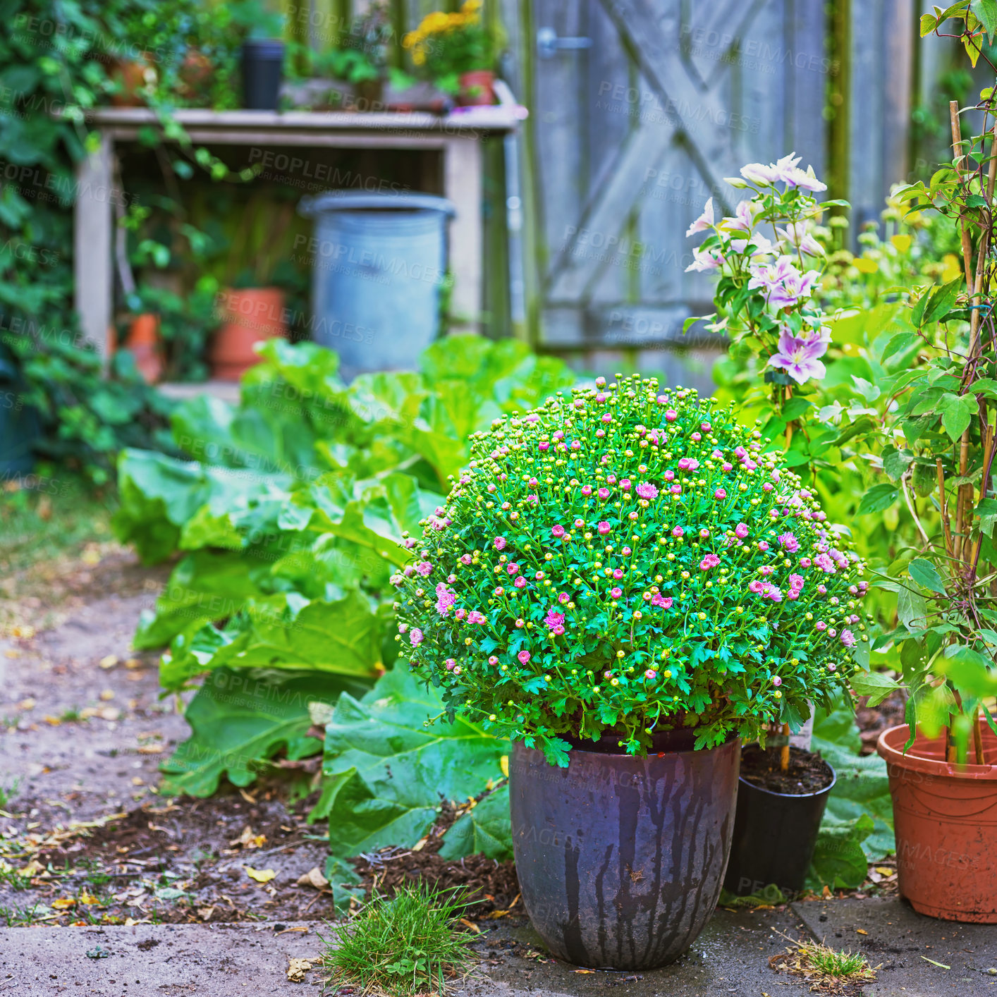 Buy stock photo Flower pot, plants and gardening for environment, landscaping and nature as texture or wallpaper. Background, eco friendly and home decor for sustainability, outdoor adventure and backyard in Canada