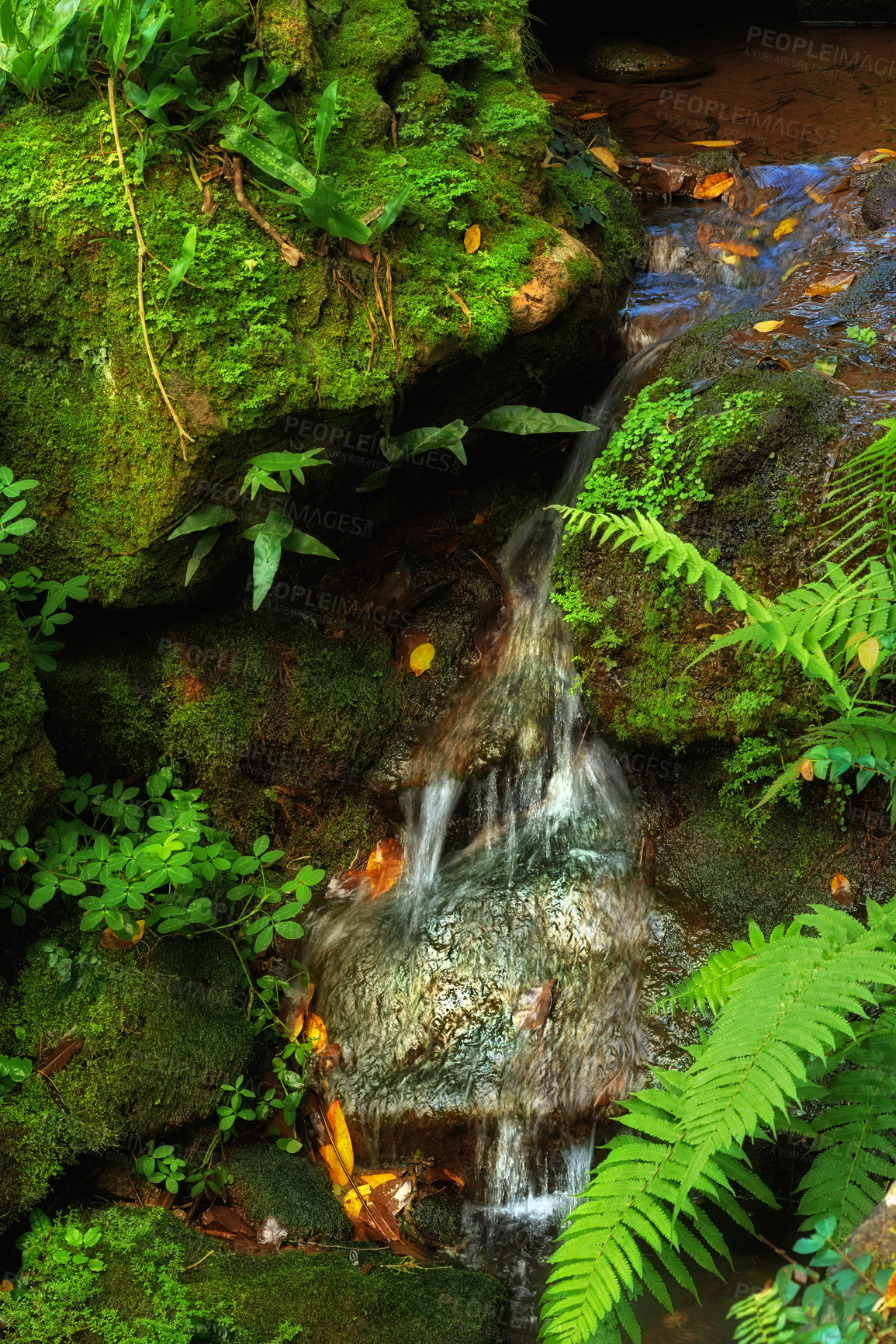 Buy stock photo Small waterfall, moss and leaves in nature outdoor in environment for sustainability or ecology. Water, cascade and pond with rocks for travel, adventure or summer holiday with plants in Switzerland