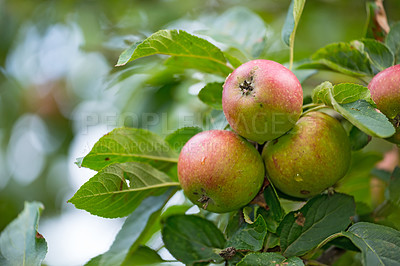 Buy stock photo Apple, orchard and tree with fresh produce growing outdoor on farm for agriculture or sustainability. Background, nature and plant with organic fruit in environment for health, nutrition or wellness