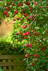 Fresh apple in the garden