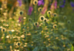 Globe Thistle flowers