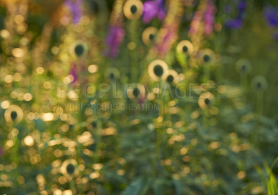 Buy stock photo Garden, plants and flowers with landscape, blur and outdoor with spring meadow and grass field. Leaf, floral and green environment with botanical flowerbed, botany and peace with purple flora