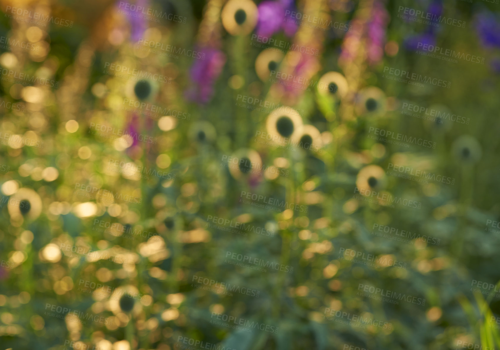 Buy stock photo Garden, plants and flowers with landscape, blur and outdoor with spring meadow and grass field. Leaf, floral and green environment with botanical flowerbed, botany and peace with purple flora