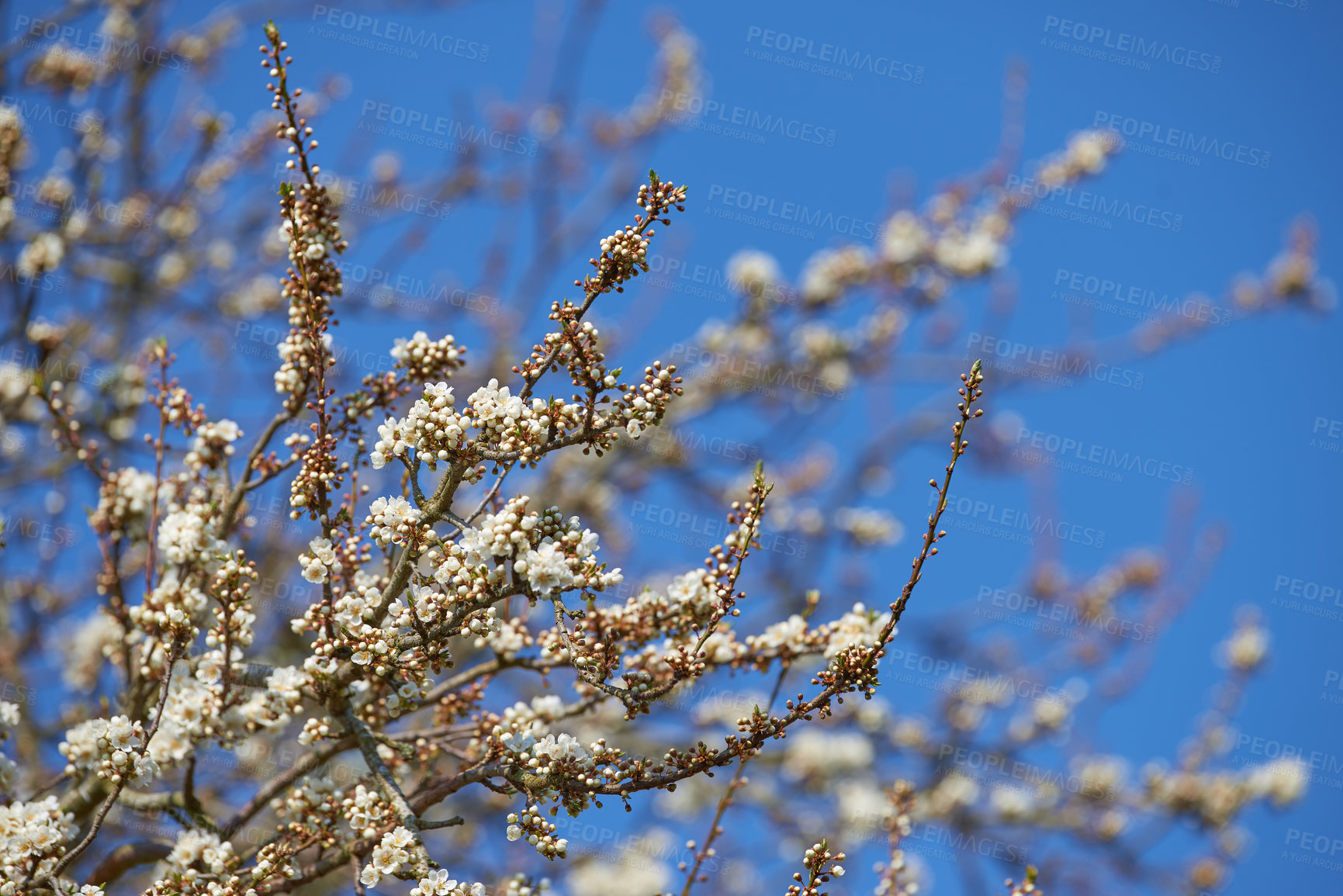 Buy stock photo Outdoor, flowers and growth in nature, branch and season for plants, fresh and blossom in ecosystem. Peace, green and floral in environment, vegetation and petals of mirabelle, sustainable and Europe