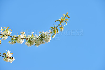 Buy stock photo Outdoor, flowers and growth in nature, ecosystem and season for plants, fresh and blossom on branch. Peace, green and floral in environment, space and petals of mirabelle, sustainable and Europe