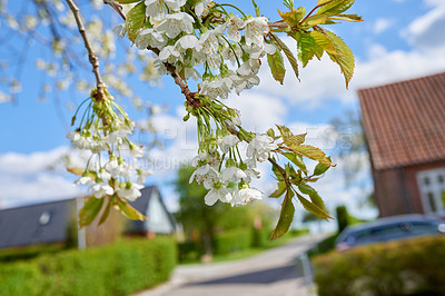 Buy stock photo Neighborhood, sky and tree with flowers outdoor for community or residential development. Blooming, growth and Mirabelle plant on road or street for suburban gentrification in spring or summer