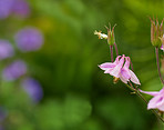 Aquilegia - beautiful garden flower