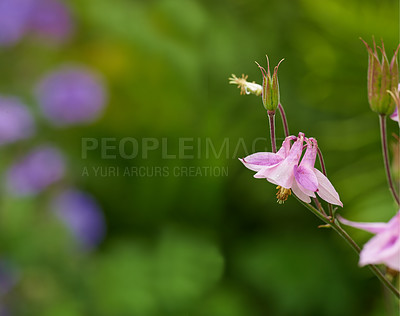 Buy stock photo Garden, plants and flowers with landscape, nature and outdoor with spring meadow and field. Leaf, floral and green environment with botanical flowerbed, botany and peace with purple flora with mockup