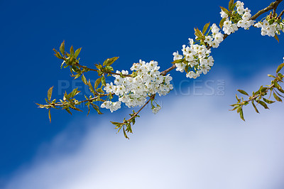 Buy stock photo Blooming Mirabelle - with church tower in the background