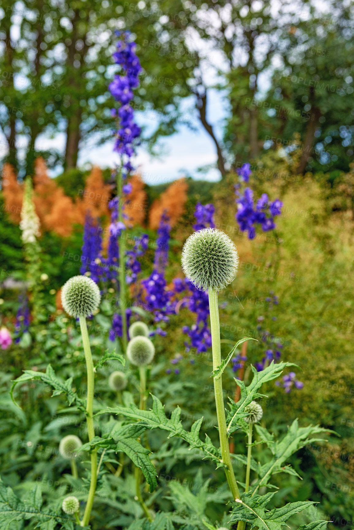 Buy stock photo Outdoor, flowers and growth in nature, woods and season for plants, color and blossom in ecosystem. Peace, green and floral in environment, vegetation and petals of blue globe thistle and Europe