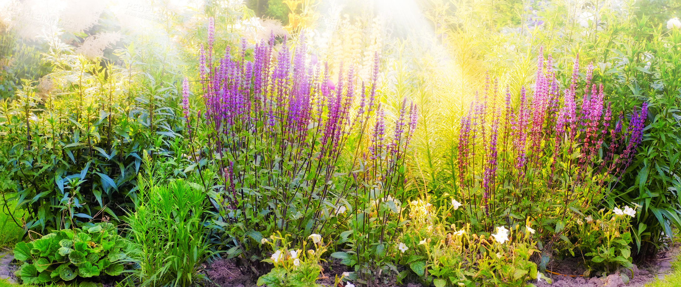 Buy stock photo A panorama photo of the garden in late summer