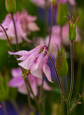 Buy stock photo Outdoor, flowers and growth in nature, pink and season for plants, fresh and blossom in ecosystem. Peace, green and floral in environment, vegetation and petals of aquilegia, sustainable and Europe