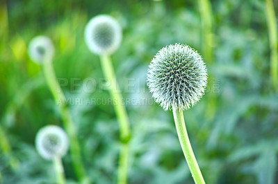 Buy stock photo Flowers, green and growth in nature, outdoor and wellness in environment, fresh air and sustainable. Peace, sprout and floral in ecosystem, vegetation and blue globe thistle in wilderness and Europe