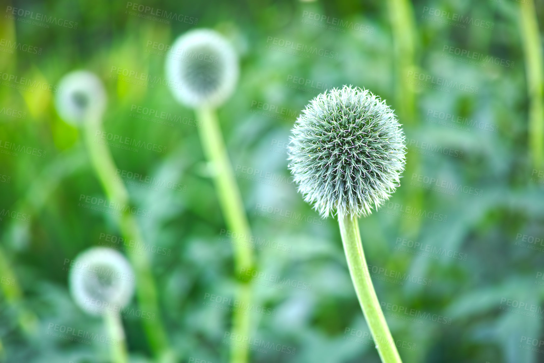 Buy stock photo Flowers, green and growth in nature, outdoor and wellness in environment, fresh air and sustainable. Peace, sprout and floral in ecosystem, vegetation and blue globe thistle in wilderness and Europe