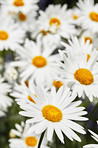 Beautiful budding flowers