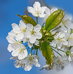 Mirabella blooming in springtime